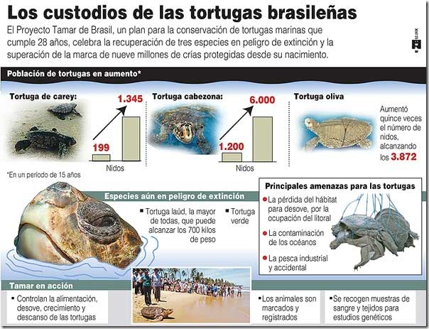 tortugasbrasil