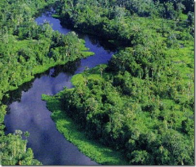 amazzonia-bali-clima-co2-foresta-kyoto-wwf